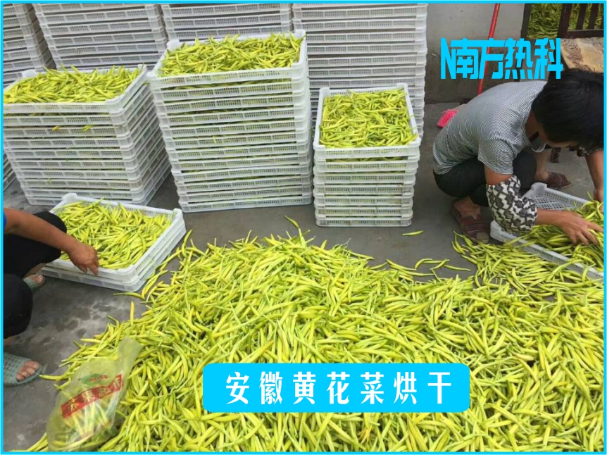 安徽黃花菜烘干