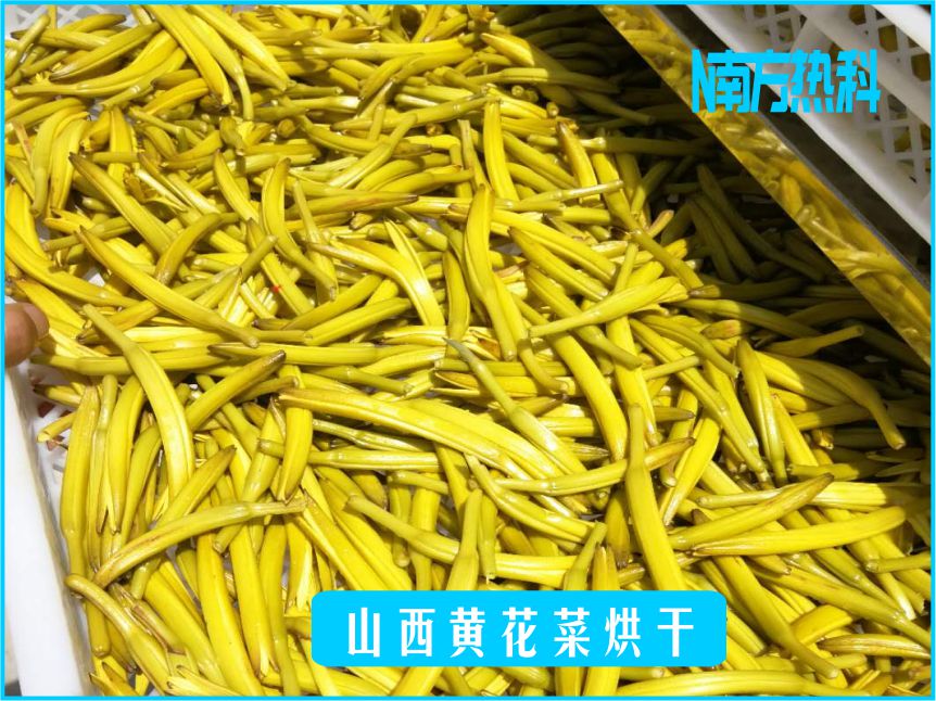 山西黃花菜烘干(圖2)