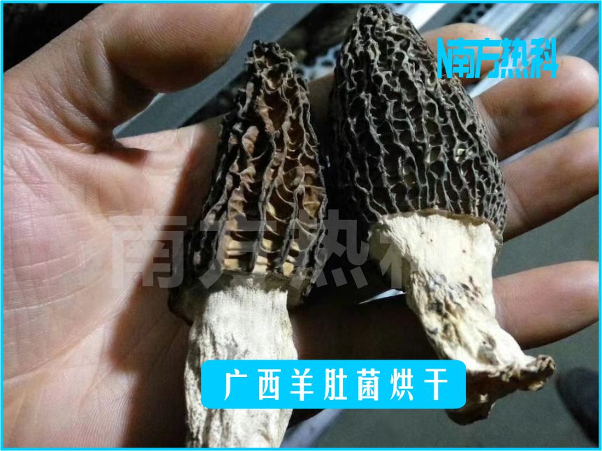 廣西羊肚菌烘干(圖4)