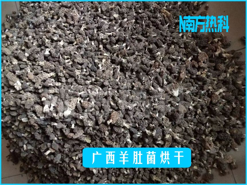 廣西羊肚菌烘干(圖2)