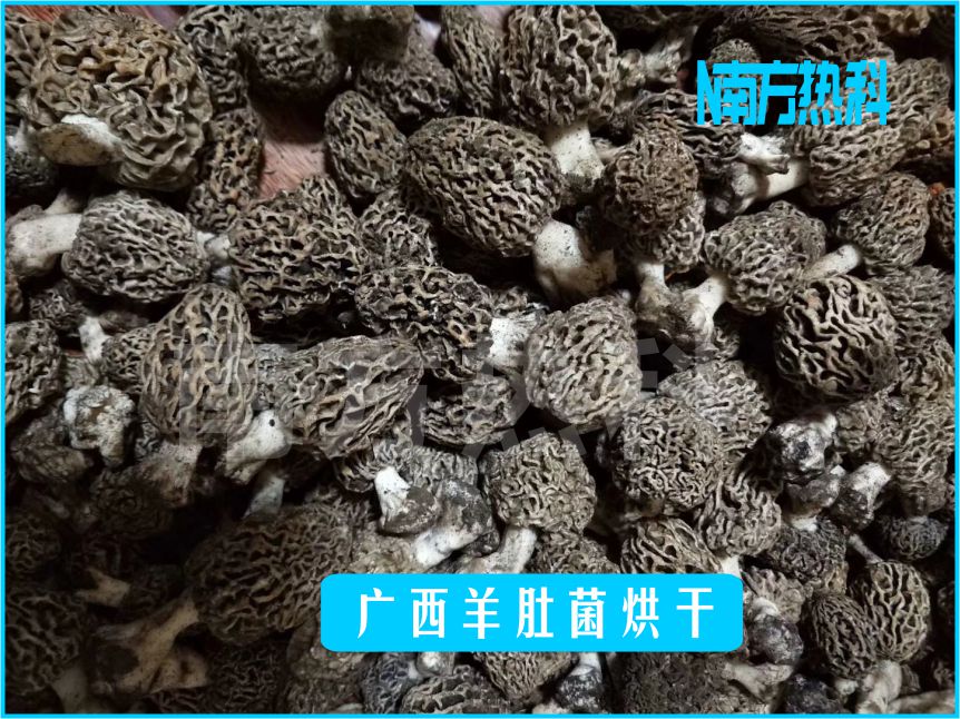 廣西羊肚菌烘干(圖3)
