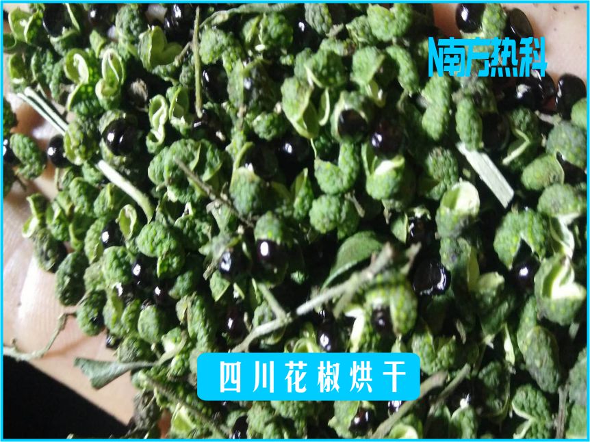 四川花椒烘干(圖5)