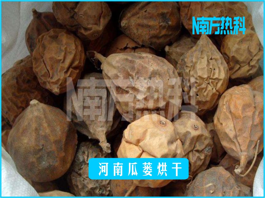 河南瓜蔞烘干(圖4)