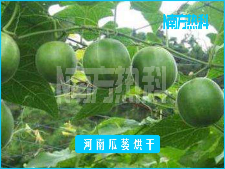 河南瓜蔞烘干(圖3)