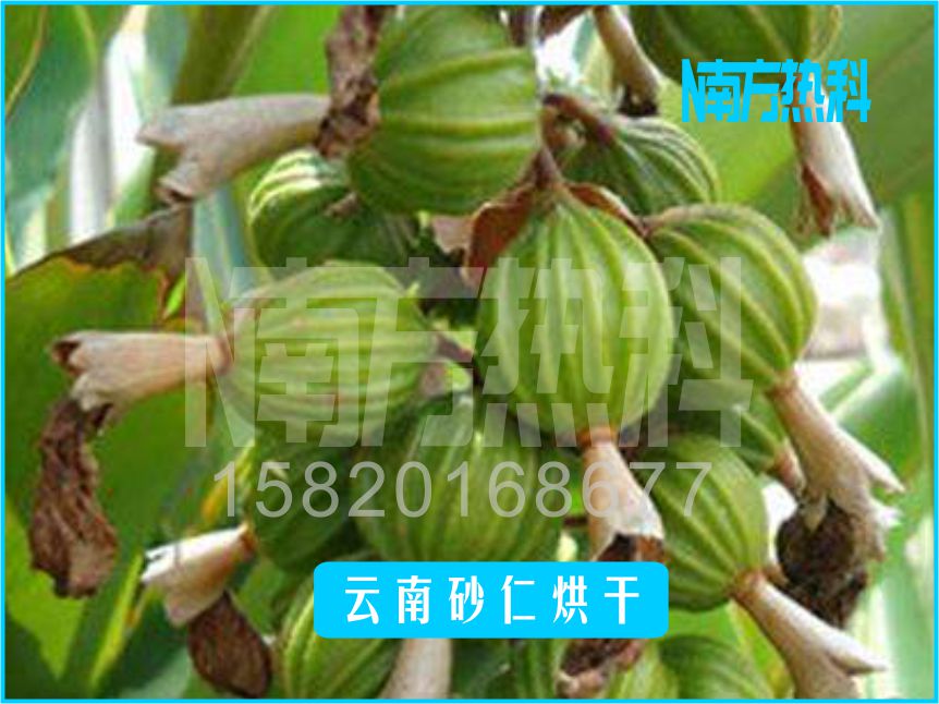 云南砂仁烘干(圖4)