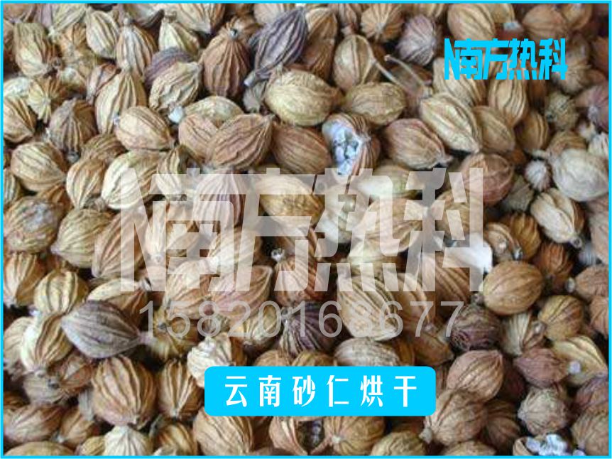 云南砂仁烘干(圖5)